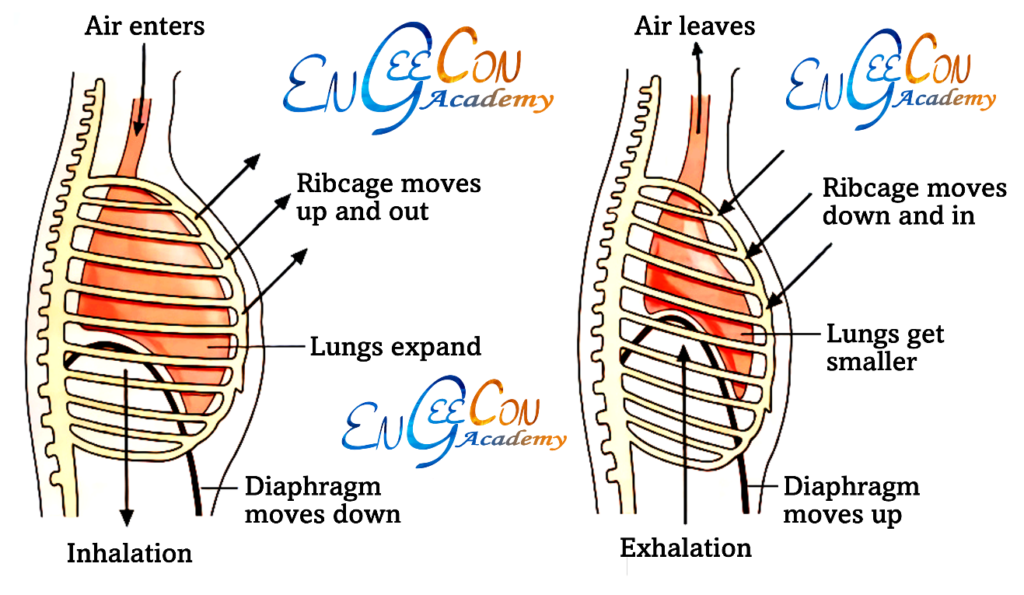 Respiration DEMO - Engeecon Academy 2.0